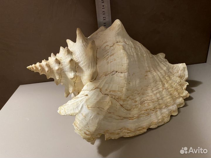 Ракушка морская