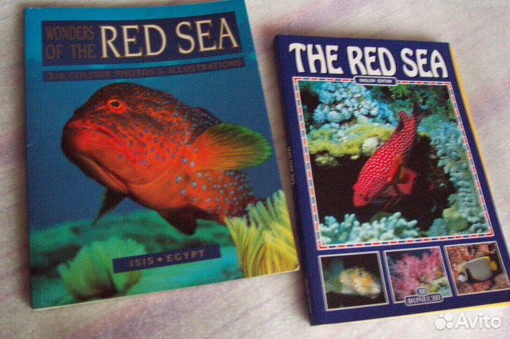 Красное море фотоальбом