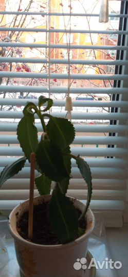 Коланхоэ, хирург без ножа