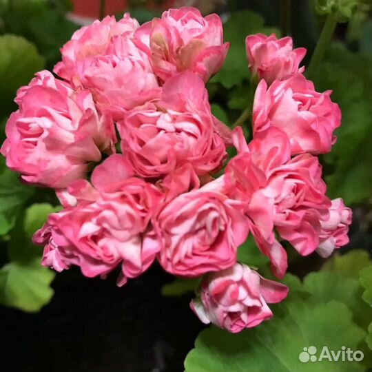 Пеларгония сортовая- герань