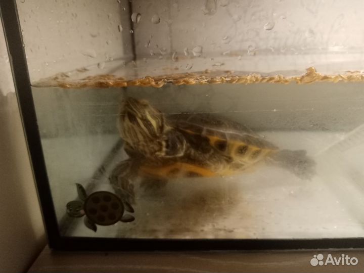Красноухая черепаха с аквариумом