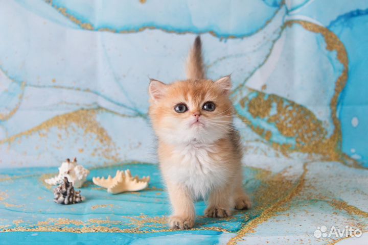 Золотые котики