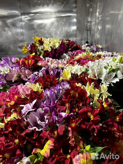 Цветы альстромерии