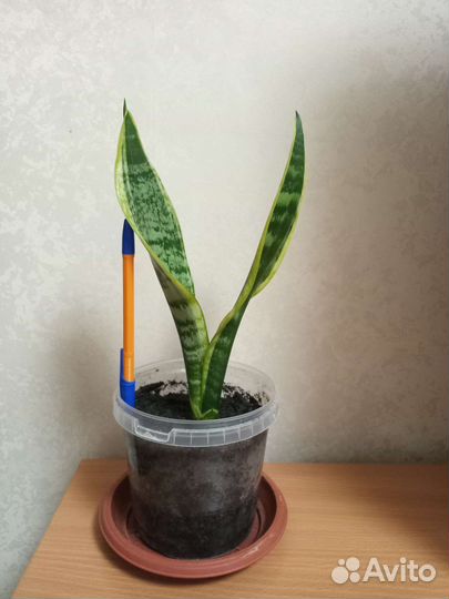 Сансевиерия,бегония