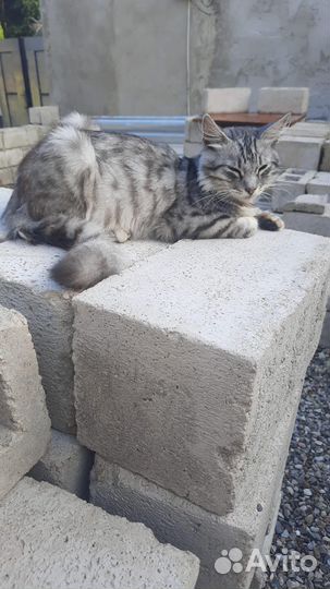 В самые добрые руки