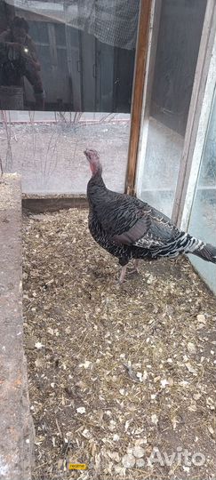 Инкубационное яйцо индейки