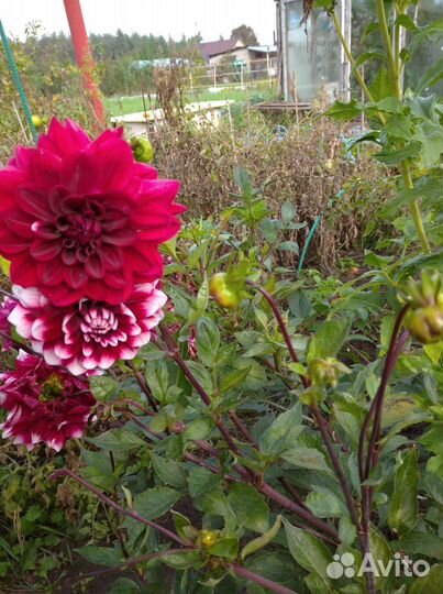 Георгины клубни