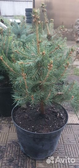 Хвойные растения