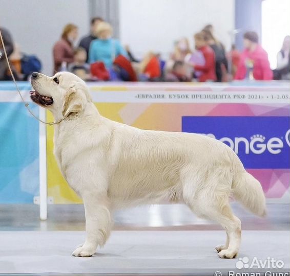 Золотистый ретривер вязка