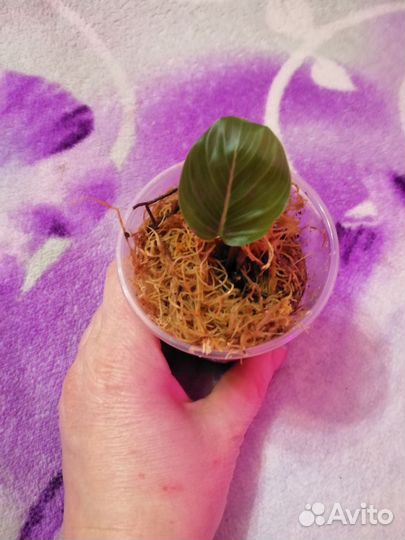 Калатея Дарк Стар