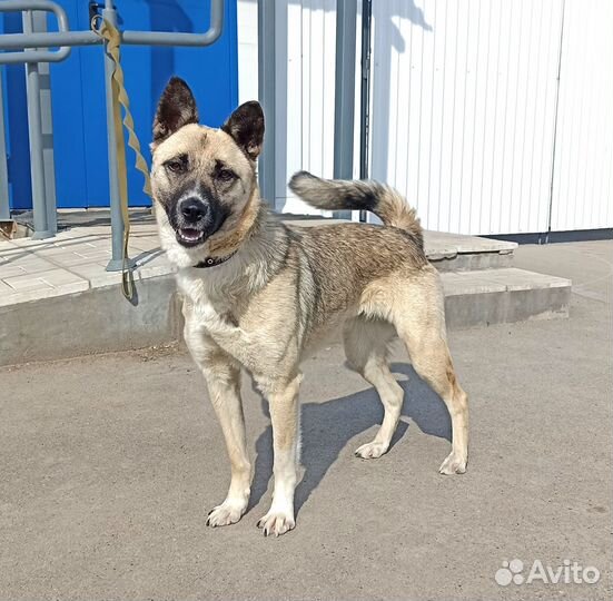 Айна тяжело переносит приютскую жизнь