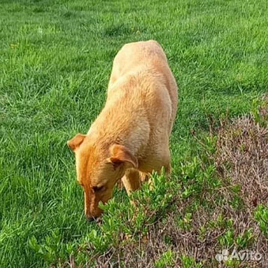 Собака кобель