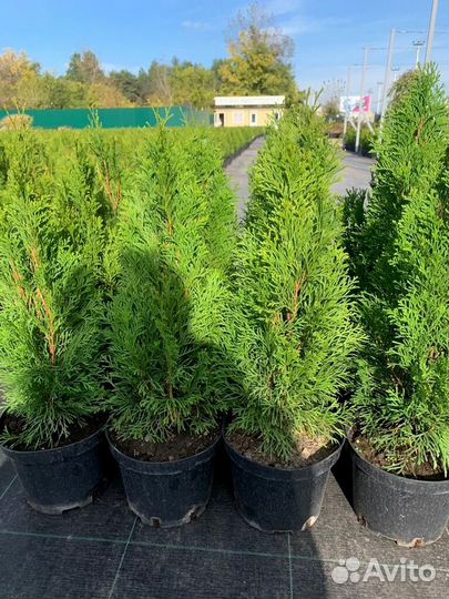 Туя смарагд 140-160 см