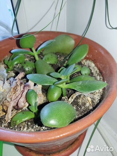 Денежное дерево