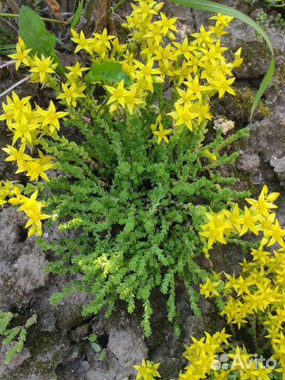 Очиток едкий садоводе растение