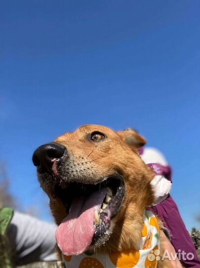 Умный и добрый пёс из приюта в дар