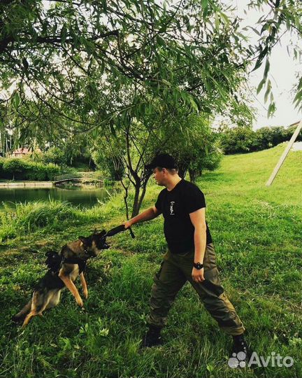 Дрессировка собак кинолог передержка