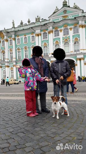 Вязка Джек Рассел терьер