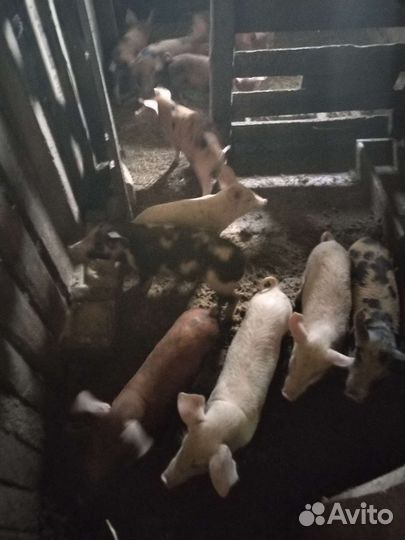 Поросята