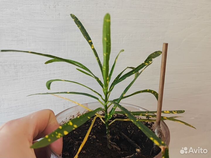 Комнатные растения