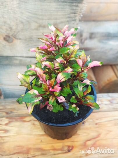 Продам цветы комнатные