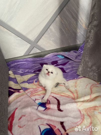 Шотландские котята