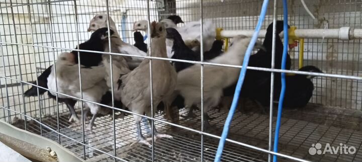 Куры петухи