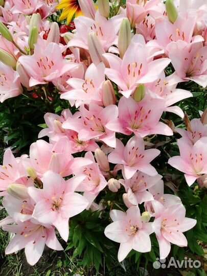 Высокие голландские лилии