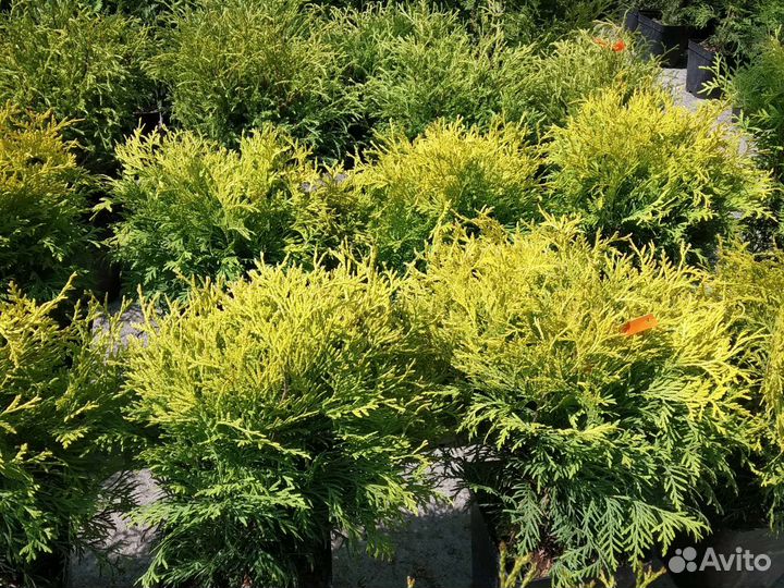 Саженец туи Голден Глоб