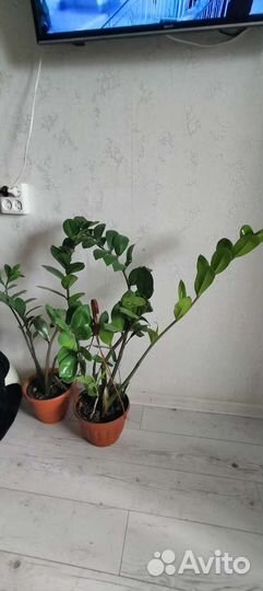 Каланхоэ, замиокулькас