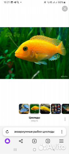 Аквариумные рыбки