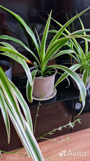 Хлорофитум