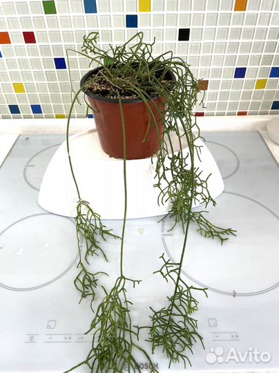 Рипсалис цветок