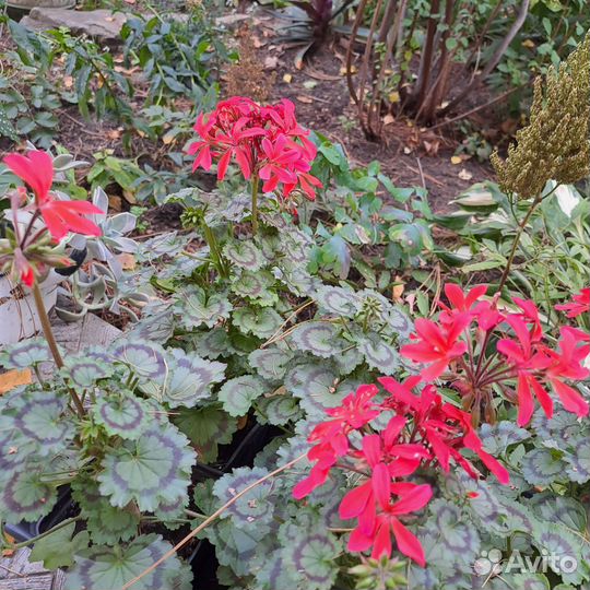 Пальма, Гибискус комнатные растения