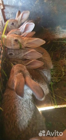 Крольчата