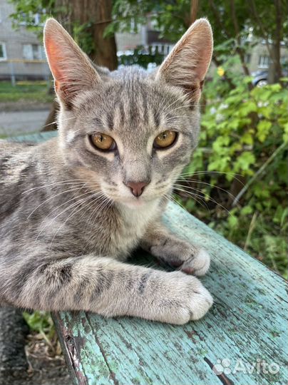 Милый котик хочет стать домашним
