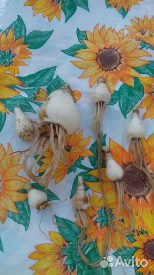 Амариллис луковицы