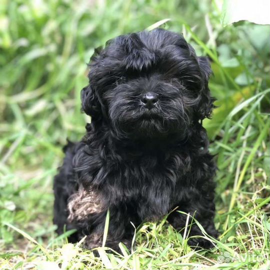 Крошки Мальтипу f1