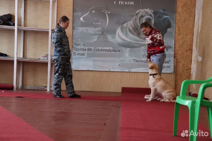 Кинолог / инструктор по послушанию