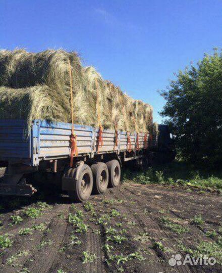 Сено и солома 2023 от производителя. Оптом