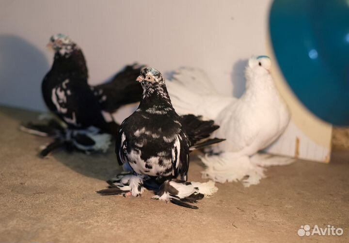 Продам голубей