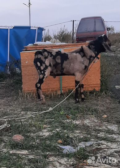 Англо-нубийская дойная коза, Англо нубийский козел