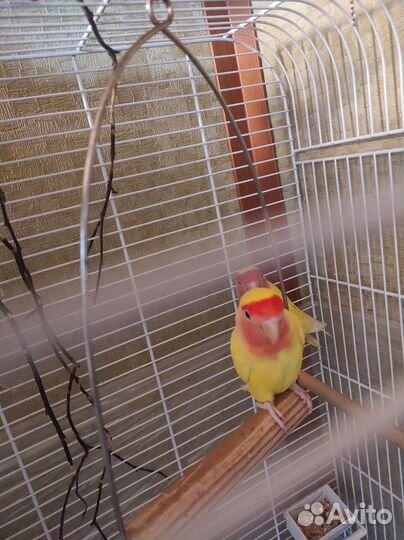 Неразлучники пара