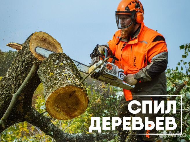 Спил курск. Спил деревьев на участке. Валка деревьев. Спиливание деревьев. Спиленное дерево.