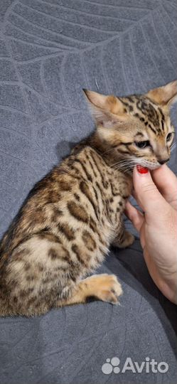 Бенгальская