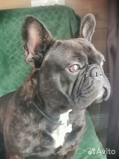 Французский бульдог вязка