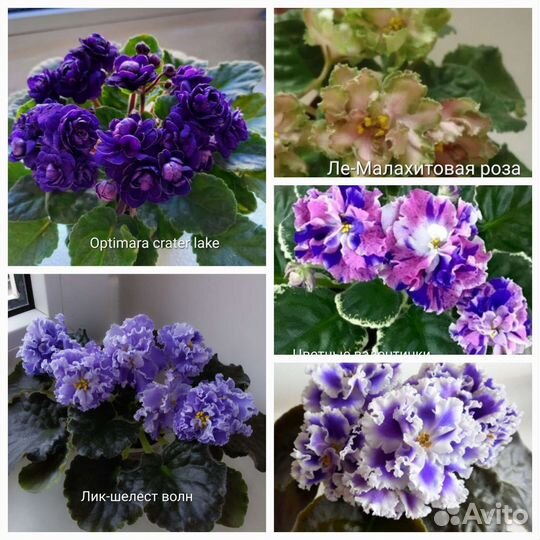 Фиалки сортовые