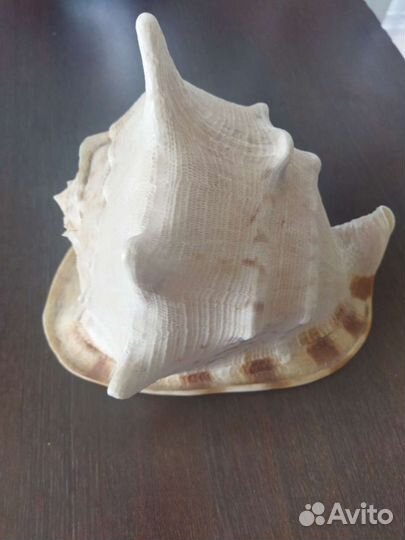 Ракушка морская