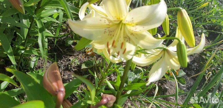 Лилия тигровая Свит Серендер