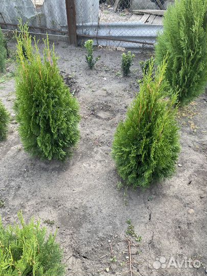 Туя брабант и смарагд